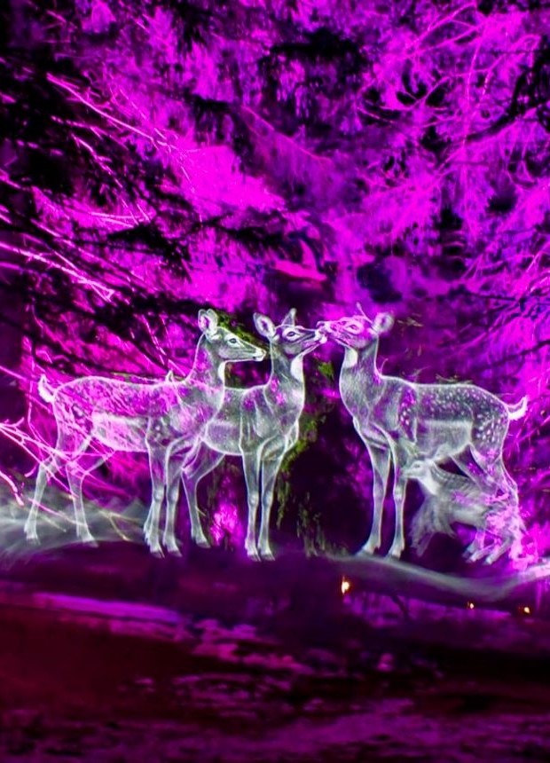 Hologramme laser de biches